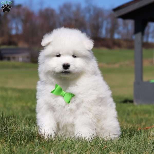 Leo, Samoyed Puppy